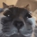 supersecretqueerblog avatar