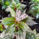 supersecretzia avatar