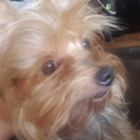 supershellzilla avatar