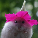 supersonicllama avatar