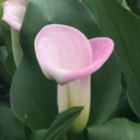 supersupersilly avatar