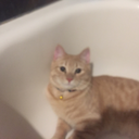 superxxladydocxx avatar