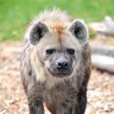 supportthelocalcoven avatar