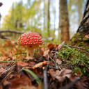 supposedly-important-name avatar