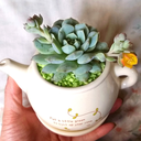 supreme-succ-overlord avatar