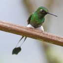 supremebirdbracket avatar