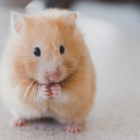 supremehamster avatar