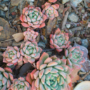 supremesucculents avatar