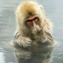 supremetaco101 avatar