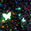 sur-pentanguine avatar