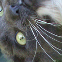 surely-tothec avatar