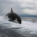 surelythelastofmykind avatar