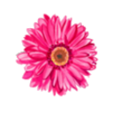 surf-freeinthesea avatar