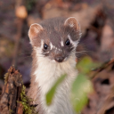 surfeit-of-stoats avatar