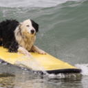 surferdog9000 avatar