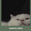 surprisebitchs-world avatar