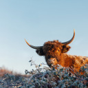 surprisegents avatar