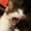 surprisinglynotdepressedobsessio avatar