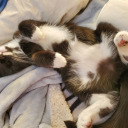 surrealsunsets avatar