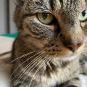 surveillancecat avatar