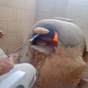 survivalappeal avatar