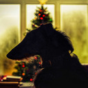 survivinglifenow-blog avatar