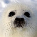 survivor-reality avatar