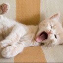 susarmisinkizagliyo avatar