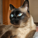 sushi-attacks avatar