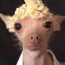 sushidumplingtoast avatar