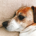 susiedajj-blog avatar