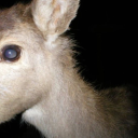 susiesrottenroom avatar