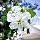 suspectsassafras avatar