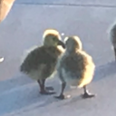 suspenceandsuffering avatar