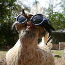 suspicious-chicken avatar