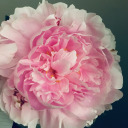 suspiciouslysinging avatar