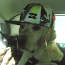 sustainthisdeadworld avatar