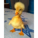 sutumn-the-dragon avatar