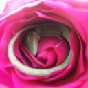 svengooliecat avatar