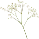 svetlanakhorkina avatar