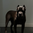 svffering-soul avatar