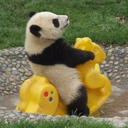 swag0saurusrex avatar