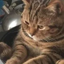 swagdaddydong avatar