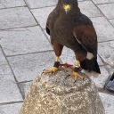 swagexpertstarlight4 avatar