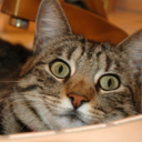 swaglikewow-blog avatar