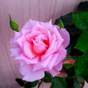 swagweirdo100 avatar