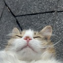 swamp-cryptid avatar