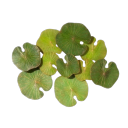 swampbugs avatar