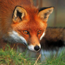 swampfox-streetfash avatar