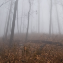 swampsandsagebrush avatar